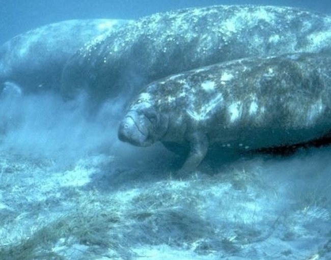 5.) In Guyana manatees are used to eat up aquatic weeds that block the passage of the local canal waterways.