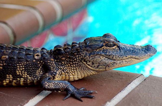 8.) Alligator moms will protect her babies for up to a year. She'll even carry her entire brood around in her mouth to hide them from predators.