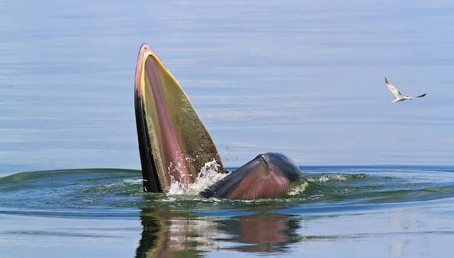 A Subspecies or an Entirely New Species: Bryde's Whales