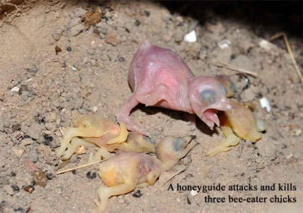 3.) Greater Honeyguide.