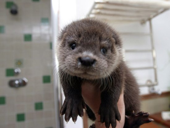 20.) Otter-ly cute.