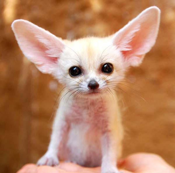 25.) I love you, fennec fox. Can you hear me?