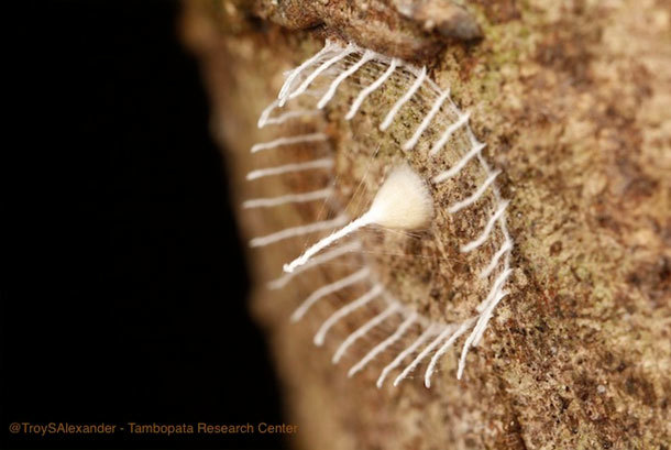 18.) Mysterious Web Tower: First spotted by Georgia Tech graduate student Troy Alexander, the origin of this bizarre looking web tower was unknown. However, thanks to a research expedition team it was revealed that this weird web tower is in fact a spider egg sac. Scientists however are still baffled as to what kind of Spider would produce this.