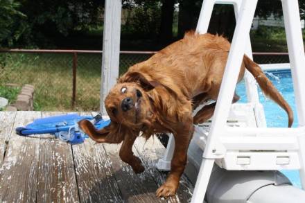 Wet dog to dry dog in under 60 seconds.