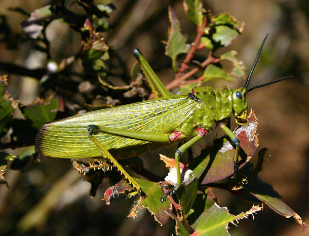 Milkweed Grasshopper