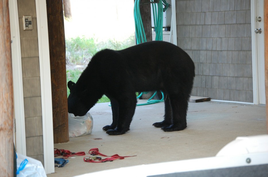 After a report was called in about a wild bear roaming around, it was determined that he be tranquilized and moved back to the forest.