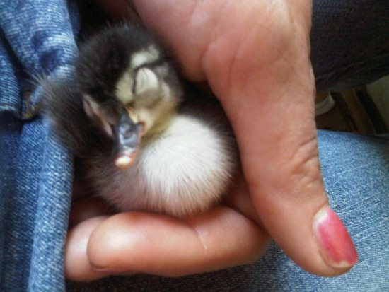 Not just a baby duck, a SLEEPY baby duck.