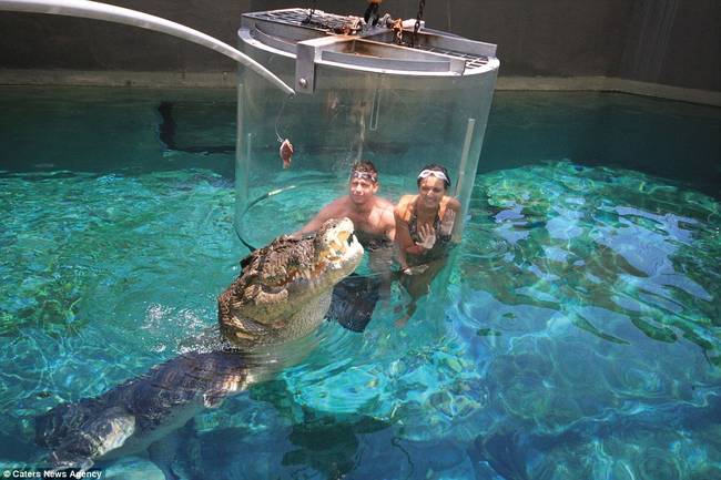 The 20 minute experience lowers visitors into the tank with one of their 16 foot long crocodiles, Chopper.