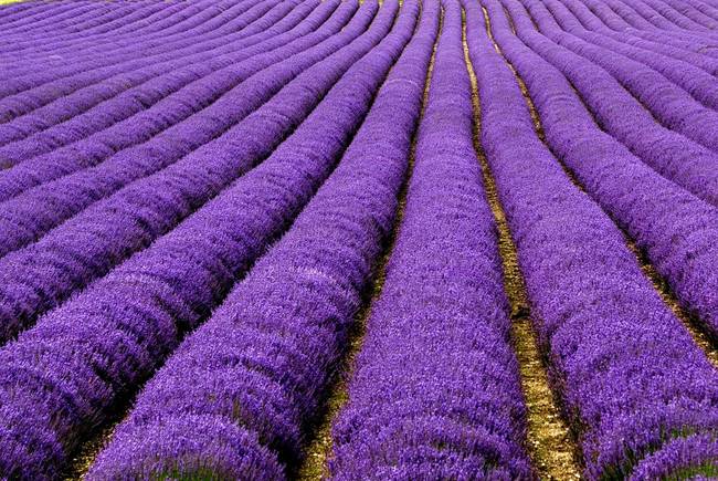 Lavender fields in France