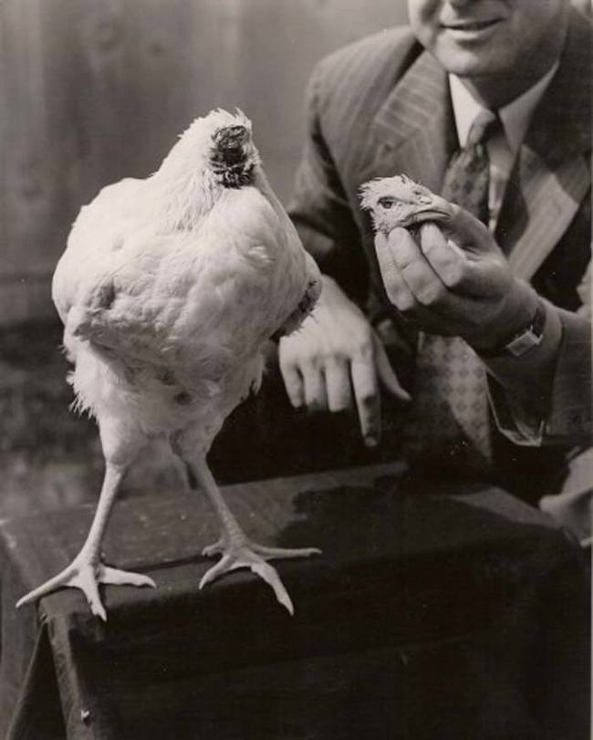 Mike, the headless chicken. He managed to live 18 months without a head.