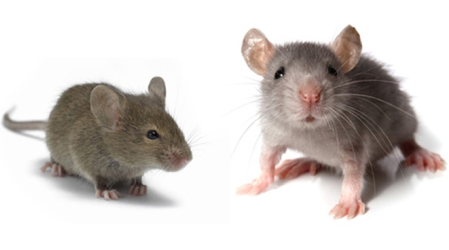 6. A hunting license is required to catch mice in Cleveland, Ohio.