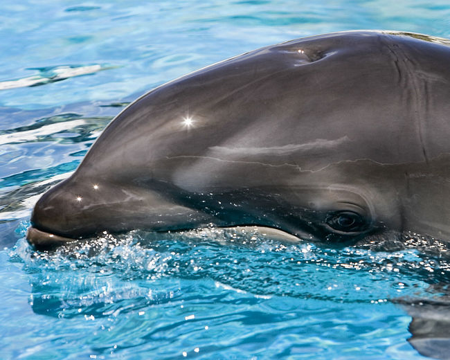 6.) A wolphin is a cross between a dolphin and a false killer whale. Apparently, they can happen in the wild too! Get it, dolphins!