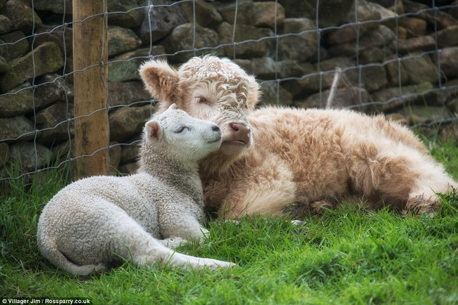 And it's this precious bond that saved them from the slaughter house.