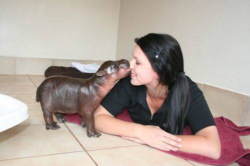 This baby hippo also loves to give smooches.