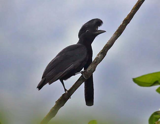 8.) Long-Wattled Umbrella Bird.