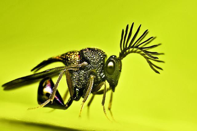 16.) Eucharitid Wasp