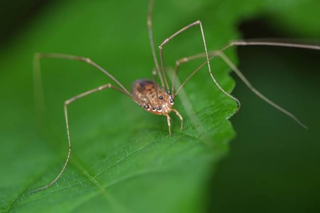 16.) A bite from a Daddy Longlegs spider would kill a human being.