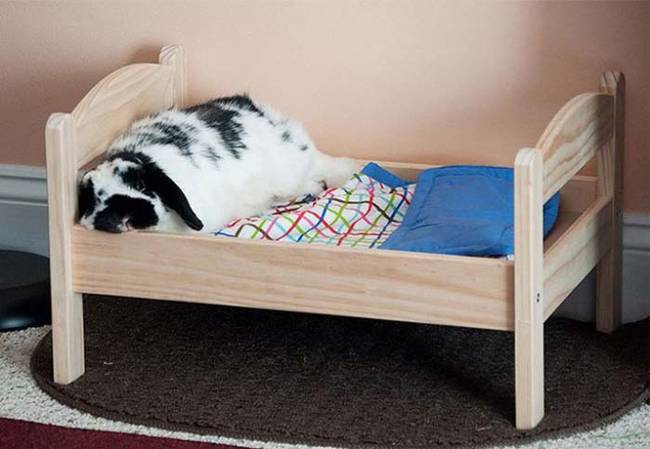 Silly rabbit, bunnies aren't supposed to sleep in human beds! But you're so fluffy, I'll allow it.