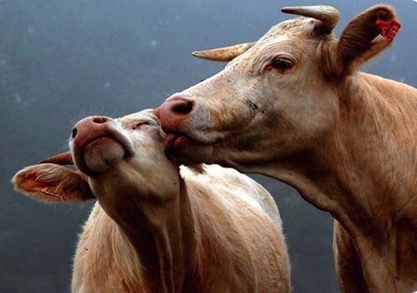 6.) Cows have best friends.