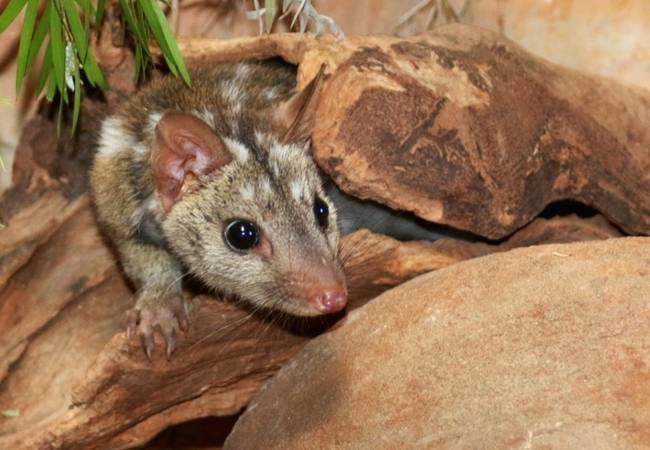 According to park rangers, "[T]hey will go into a soft release cage, or a pen, which is a fairly large area where they can get used to the quiet and the smells. Then they'll be relocated to another area, and tracked for some time after that [before being released back into the wild]."