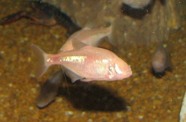 Blind Cave Fish