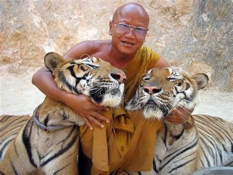 Hugging a couple of tigers.