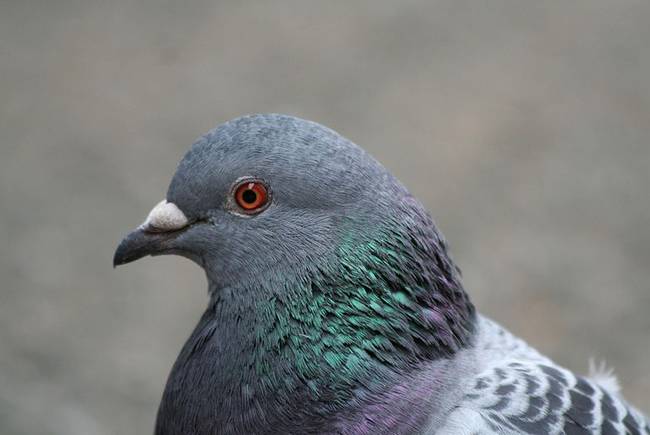 Pigeon