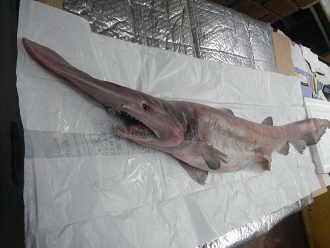 This goblin shark will sent on to the Australian Museum in Sydney for further study.