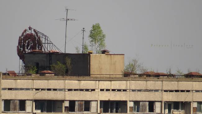 A tree grows near a billboard.