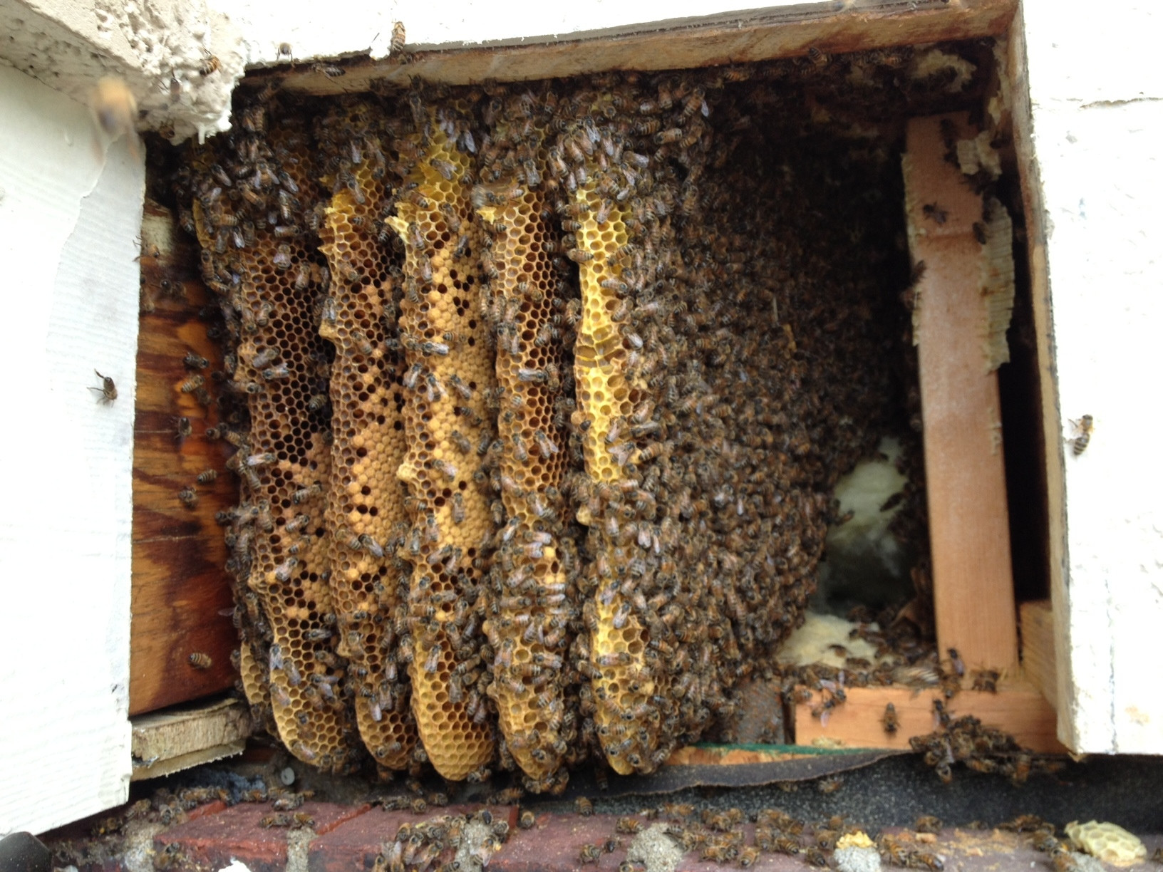 There’s no way this hive is up to code. I see an eviction notice in their future.