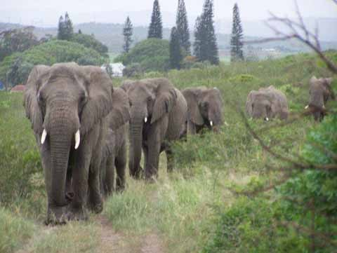 7.) These elephants performed a solemn funeral march to famous conservationist, Lawrence Anthony's house on the day he died. These elephants were sent to death because they deemed violent, but Anthony convinced authorities to see them in a new light. The herd marched 2 hours to thank the man who saved their families.