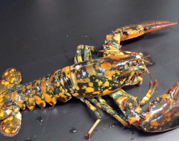 9.) Calico lobsters: There are also calico lobsters, another rare (and delicious) lobster.