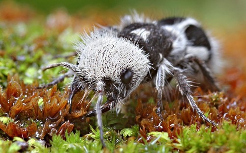 11.) Panda Ant