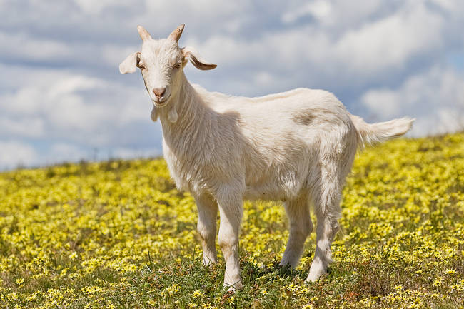 Shakira was rejected from the school choir because the teacher thought she sounded like a goat.