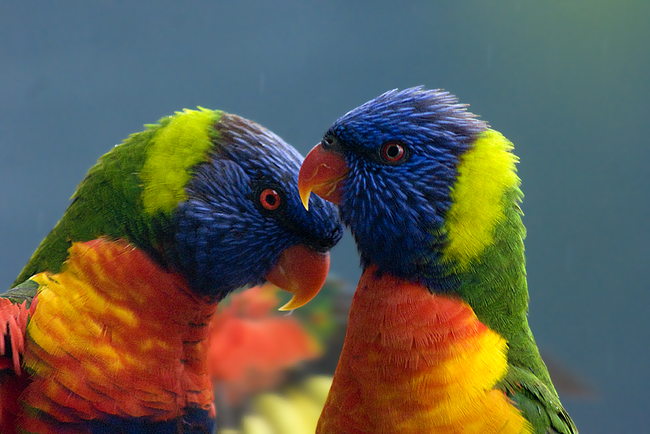 4.) Rainbow Lorikeet