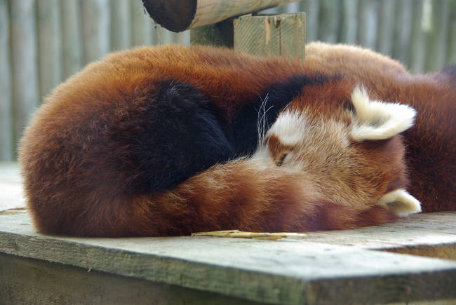 10.) Red pandas use their tails as built-in blankets to stay warm.