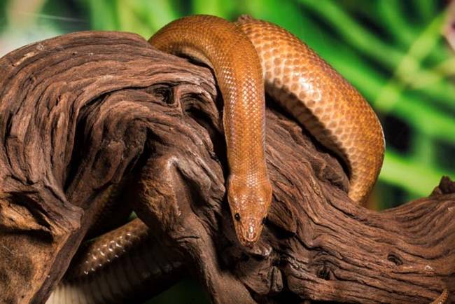 Colombian rainbow boas are non-venomous, and indigenous to the Central and South American rainforests. It's still not known exactly how the snake ended up stuck in the office toilet.