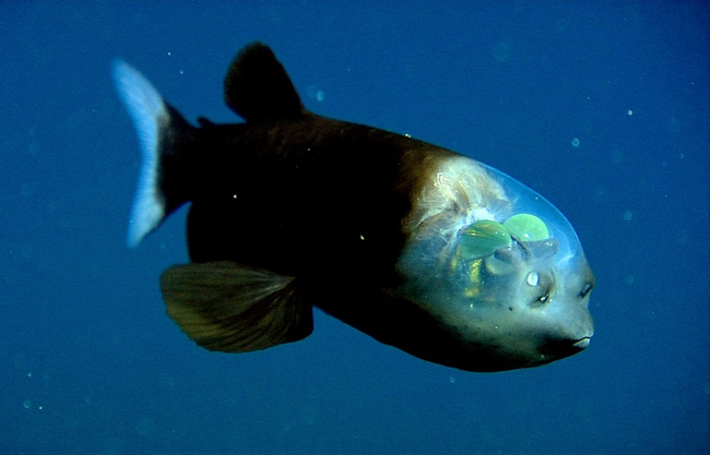 8.) Barreleye