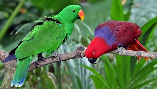 4.) Eclectus Parrot.