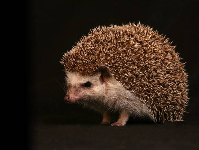 Hedgehog