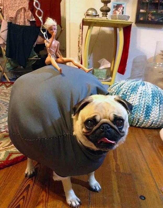 21.) This pug did not come in like a wrecking ball. He came in and fell pathetically.