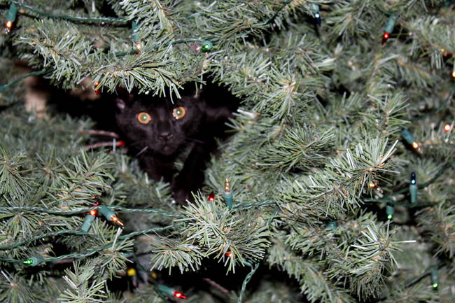 Christmas trees are their arch-enemies.