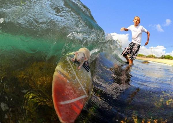 A surfing rat?! How is this not in NYC?