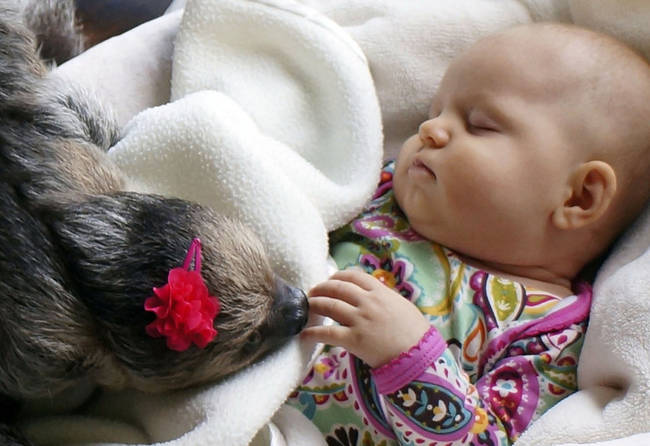 Of course, what do both babies and sloths like to do? Nap! These two love taking naps together and it's really so adorable.