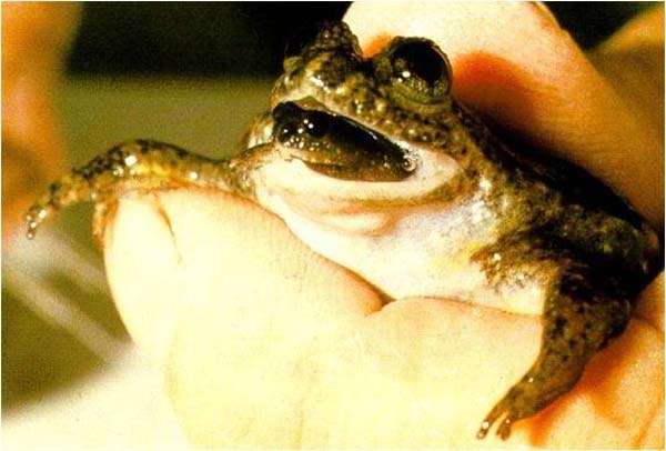 14.) Conondale Gastric-brooding Frog (1983)