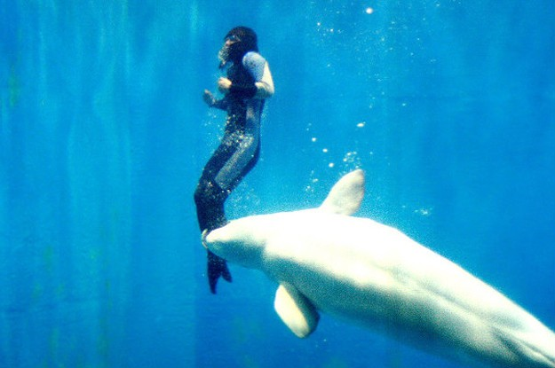 4.) During a diving contest, Yang Yun thought she was going to die when the arctic temperatures of the water paralyzed her legs. Luckily, Mila was there to save her. The beluga whale used her nose to push her to the surface.