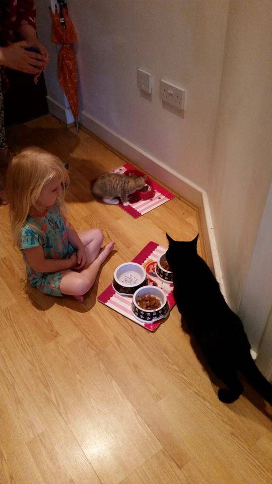 You're never too young to start cat lady training.