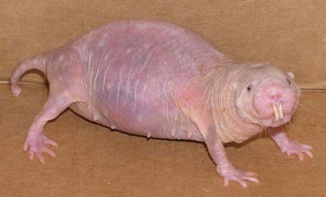 15.) Naked Mole Rat.