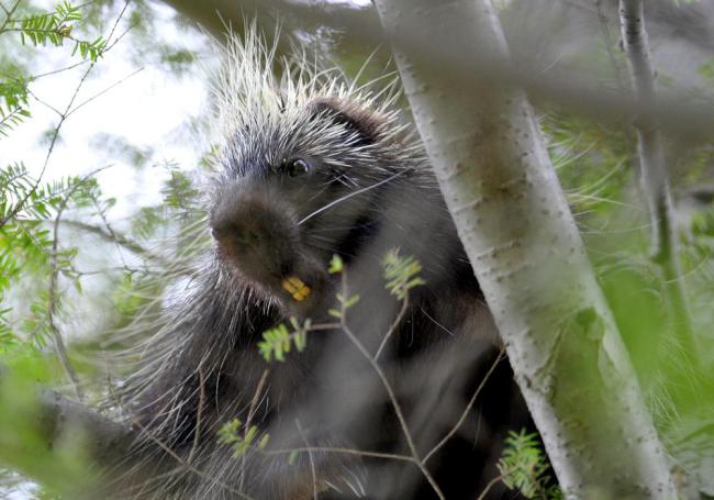 Here’s a porcupine.