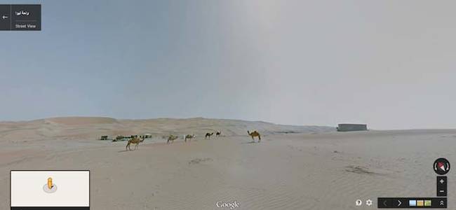 More camels. Maybe they'll be recruited next time for Street View duty.